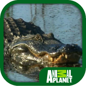 Animal Planet: Alligators