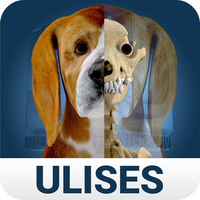 Osteology in Dogs (Ad Version)