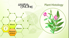 Plant Histology HD