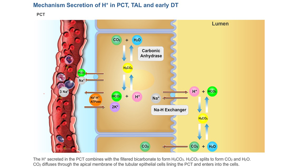 Physiology Learning Pro poster