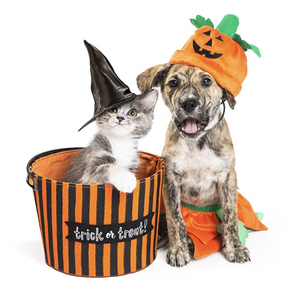 Animais de Halloween