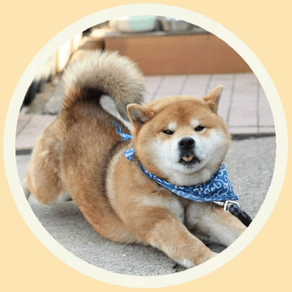 Funny Akita-Inu Stickers