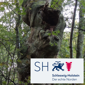 Altbäume Schleswig-Holstein