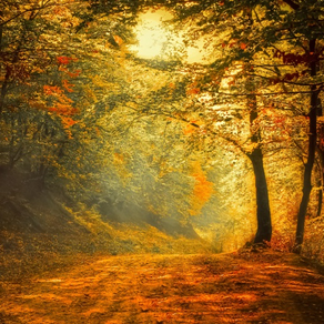 Autumn Ambience HD