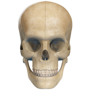 Virtual Reality(VR) Human Skull