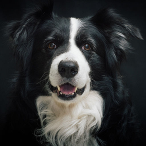 Border Collie HQ High Quality