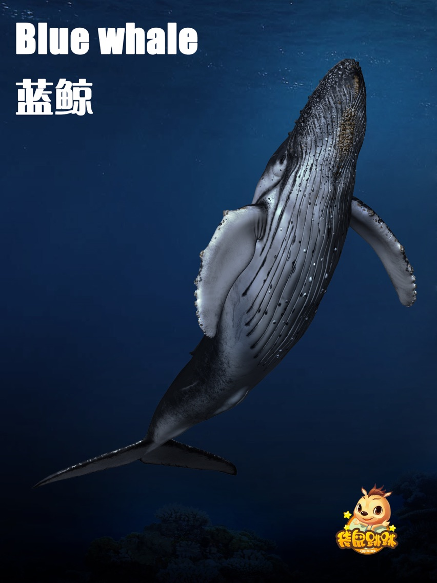 蓝鲸-袋鼠跳跳 poster