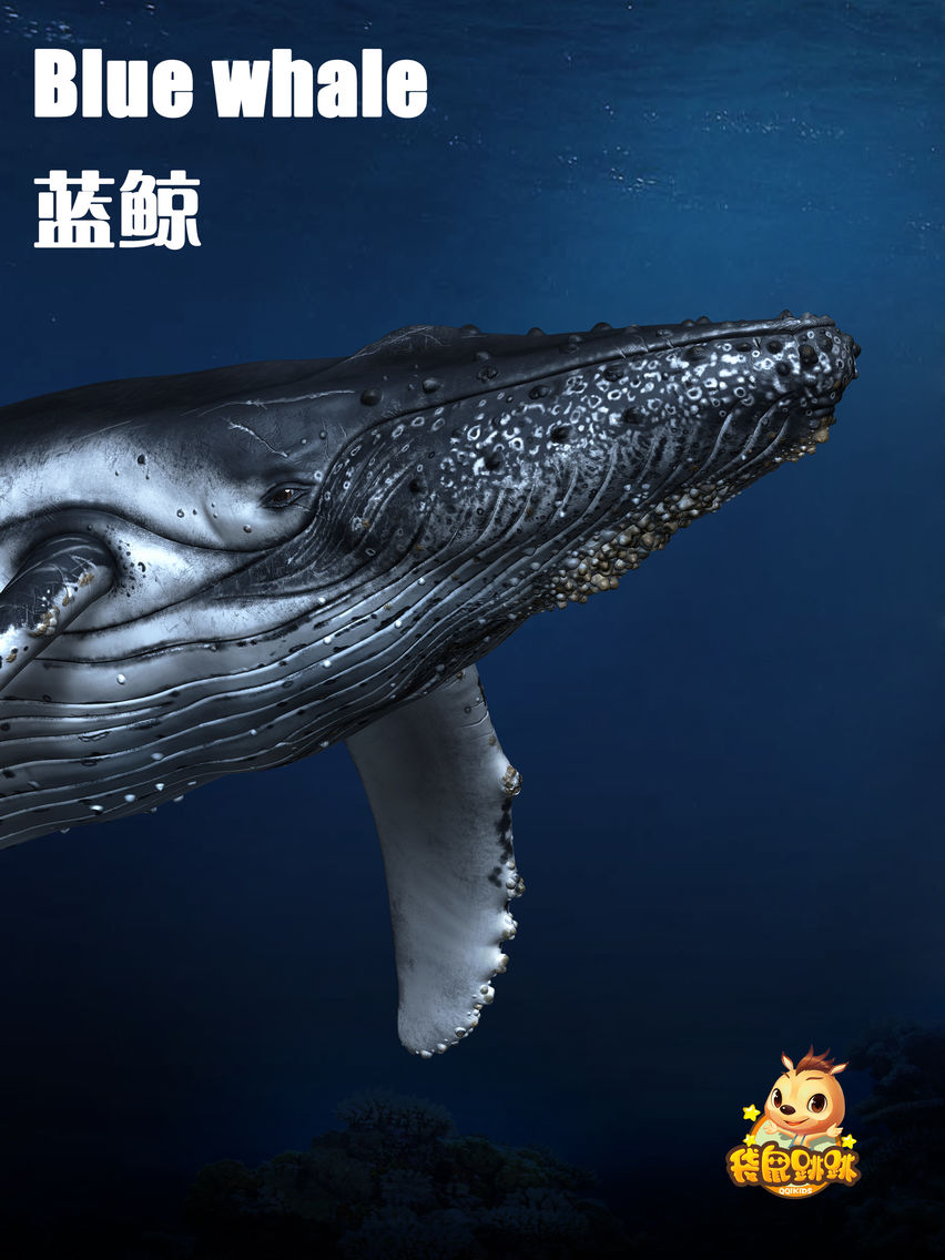 蓝鲸-袋鼠跳跳 poster