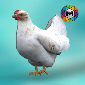 My Chicken Simulator