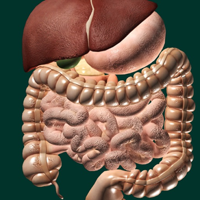 Organes 3D (Anatomie)