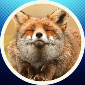Funny Fox! Stickers