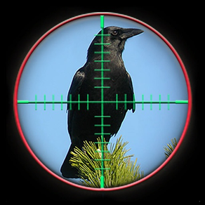 Crow Attack City : Bird Hunting