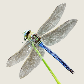 Dragonflies & Damselflies