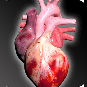 Sistema Circulatorio en 3D