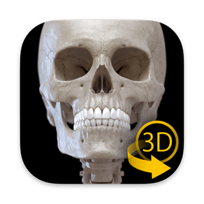 Skelett 3D Anatomie