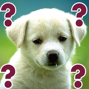 Guess Puppy: Reveal Your Favourite Puppies Breed