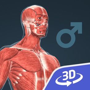 Human body (male) 3D