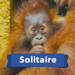 Solitaire Baby Animals