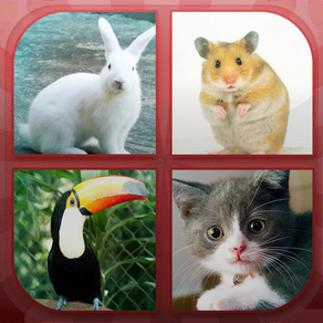 Animals Quiz - Guess Animals!