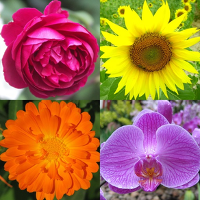 Flores: identifica las plantas