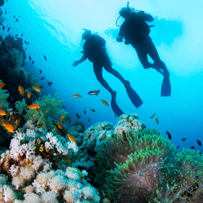 Scuba Diving - Amazing underwater world