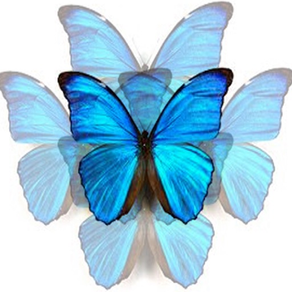 N'Back Butterfly