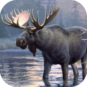 Moose Hunting Calls!