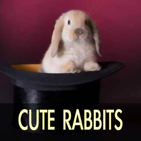 Cute Rabbit Pictures