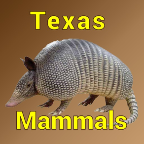 Texas Mammals