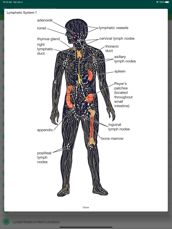 Lymphatic System Reference poster