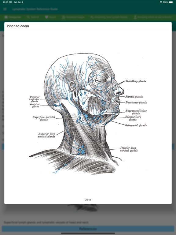 Lymphatic System Reference poster