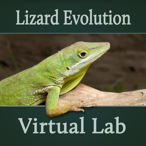 Lizard Evolution Virtual Lab