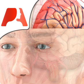 Pocket Brain – Interaktive Neuroanatomie