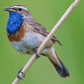 UK Birds and Sounds