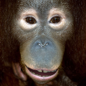 Talking Orangutan