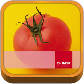 BASF México - Cultivo del Tomate