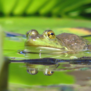 Frog Pond Hop