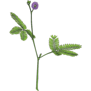 Mimosa pudica