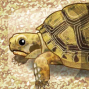 Tortoise Pet