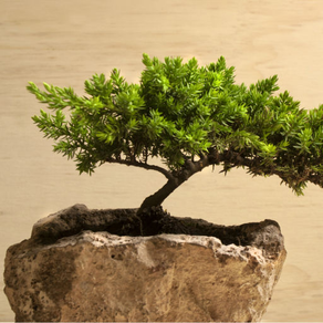 Bonsai for Beginners - How to Start a Bonsai Tree