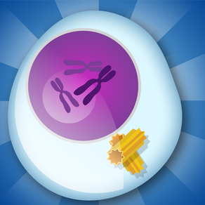 Biology Mitosis & Meiosis Lite