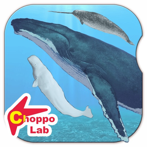 Whales & Dolphins of the World -Simple Pictorial Book Kids Game -