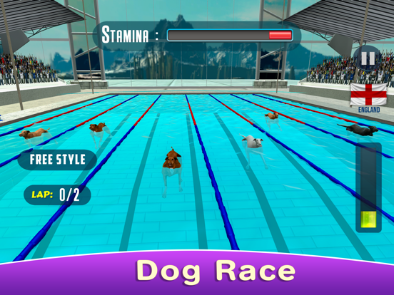 Dog Swimming Race poster