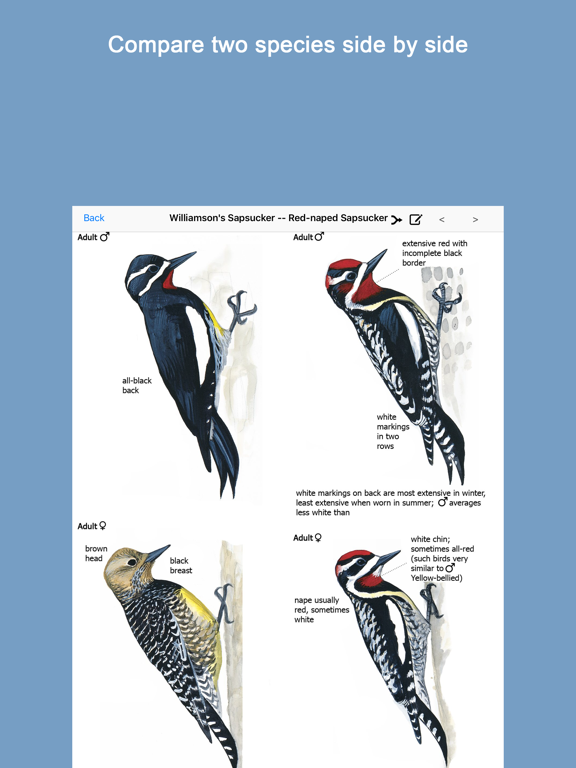 Sibley Birds 2nd Edition poster