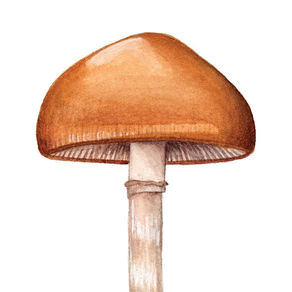 Mushroom Guide - North America