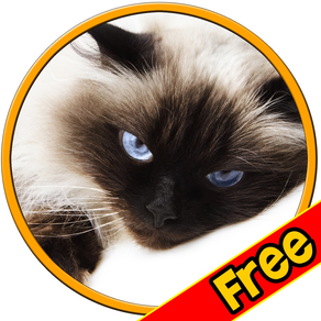 prodigious cats for kids - free