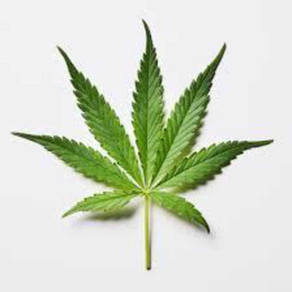 Medical Marijuana Guide + Quiz