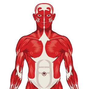 Visual Anatomy Quiz