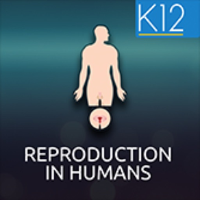 Reproduction in Humans