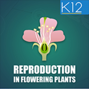 Reproduction-Flowering Plants